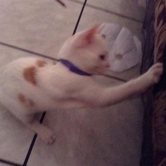 🐈🐈🐈🐈🎈I LOVE BUNDLES🎈🐈🐈🐈🐈 - Picture 4 of 5